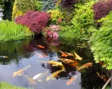 En vacker damm med koi-fiskar som simmar i det klara vattnet, omgiven av frodig grönska och blommor. En perfekt plats att koppla av vid, som om man vore i en dröm. Att bygga damm kan vara en fantastisk investering för trädgården.