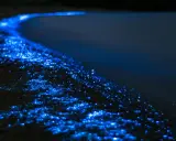Ein magischer "sea of stars" auf den Malediven. Biolumineszente Algen leuchten am dunklen Strand wie tausende kleine Sterne.
