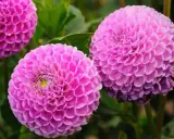 Trois dahlias roses aux pétales denses, parfaits comme fleur à planter en avril pour un jardin coloré.