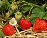 Gros plans sur des variétés de fraises mûres et quelques-unes encore vertes, avec une fleur blanche. Le paillis de paille protège les fruits.