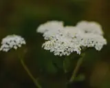 Fleurs blanches d'achillée millefeuille, connues pour leurs nombreux bienfaits.
