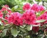 Strahlend pinke Rhododendron-Blüten in voller Pracht. Ein wunderschöner Anblick, der Lust macht, selbst Rhododendron zu pflanzen.