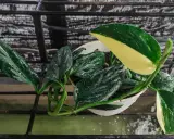 Monstera Standleyana w białej doniczce, z liśćmi pokrytymi kroplami wody, na czarnej kratce.