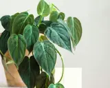 A bujna roślina doniczkowa, philodendron micans, z ciemnozielonymi, aksamitnymi liśćmi pokrytymi kropelkami wody.