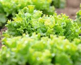 Salades vertes et frisées, prêtes à être repiquées. Le jardinier attend la lune pour un repiquage optimal.