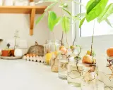 Varios aguacates en proceso de germinación en frascos con agua, mostrando raíces y brotes. Un proyecto para plantar aguacate en casa.