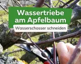 Gärtner schneidet Wasserschosser am Apfelbaum.