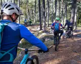 Grupp cyklar på en skogsstig i Falun. Solen lyser genom träden och skapar skuggor på marken.