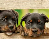 Dwa szczenięta rottweilera zaglądają przez drewniane deski. Szukasz imiona dla psa na "A"? Może ARES albo ARIA?