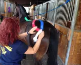 Eine Frau mit roten Haaren klebt einem braunen Pferd bunte Tapes auf den Rücken. Das pferd tapen ist eine Methode zur Unterstützung.