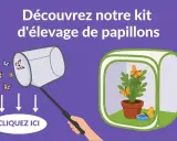 Découvrez notre kit d'élevage de papillons. Voyez que mange un papillon dans sa serre, avec une plante et une coupelle d'eau.