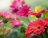 Vibrant gerbera daisies in pink and red bloom, showcasing their delicate petals. Proper gerbera daisy care ensures such stunning displays.