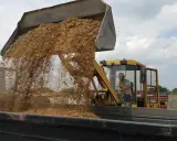 Koparka wysypuje piasek do wywrotki. Zastanawiasz się, ile waży m3 piasku?