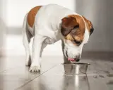 Un chien Jack Russell lèche sa gamelle. L'huile de saumon pour chien, combien de fois par semaine pour une meilleure santé ?