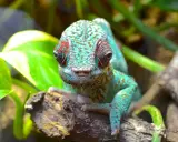 Kameleon o turkusowej skórze z czerwonymi plamkami, siedzący na gałęzi w Oslo Zoo, z zielonymi liśćmi w tle.