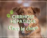 Un chien au regard doux, avec des empreintes de pattes vertes. Le texte indique "Cirrhose hépatique chez le chien", abordant l'espérance de vie.