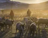 Renar i solnedgången, en del av samernas traditionella liv som ursprungsfolk i Sverige.