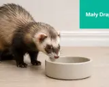 Mały drapieżnik, fretka, pochyla się nad pustą miseczką, zastanawiając się, co jedzą fretki.