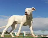 Młody dog argentyński o białej sierści stoi na drewnianej belce, spoglądając w bok na tle błękitnego nieba z chmurami.