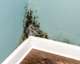Angolo di una stanza con muffa nera e giallastra sulle pareti azzurre, segno di umidità e di **perché si forma la muffa in casa**.