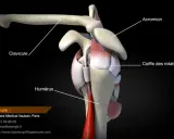 Anatomie de l'épaule montrant la clavicule, l'humérus et la coiffe des rotateurs. Une rupture de la coiffe des rotateurs peut être une maladie professionnelle.