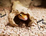 Gekon leopardzi wychyla głowę z kryjówki na tle żwirku.