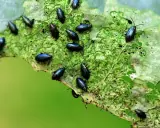 Petites altises noires dévorent une feuille verte. Un traitement naturel est nécessaire pour protéger les cultures.