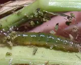 A green sod webworm larva, a common pest, is shown on grass blades. This image highlights the need for effective sod webworm treatment to protect lawns.