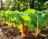 Rang de blettes de couleur aux tiges rouges et jaunes, baignées de soleil dans un potager.
