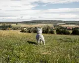 West highland white terrier na tarnicy, wpatrzony w krajobraz.