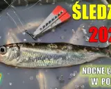 Śledzie w Bałtyku: Kiedy łowić, by mieć pełne wiadro? Poradnik