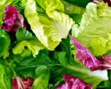 Un mélange coloré de feuilles de laitue verte et de radicchio rouge, prêt à être transformé en une délicieuse salade à couper.