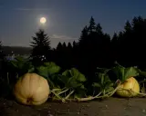 Nuit de pleine lune sur des citrouilles. Une scène mystérieuse pour savoir quand planter les pommes de terre avec la lune.