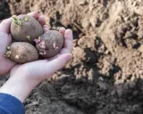 Mains tenant trois pommes de terre germées, prêtes à être plantées dans le potager.