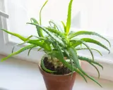 Zielony aloes w glinianej doniczce na parapecie. Dowiedz się, jak ukorzenić aloes, aby cieszyć się jego dobroczynnymi właściwościami.