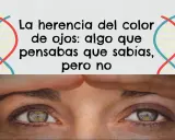La herencia del color de ojos: la probabilidad de que tus ojos sean de un color u otro es más compleja de lo que crees.