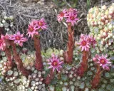 Fleurs roses de joubarbe sur des tiges rouges. Faut-il couper les fleurs de joubarbe ? Ces succulentes sont magnifiques en fleur.