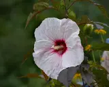 Duży, biały hibiskus bagienny z bordowym środkiem, z kroplami deszczu. Uprawa tej rośliny jest satysfakcjonująca.