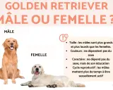 Un Golden Retriever mâle et une femelle sont présentés, comparant leurs caractéristiques. Le mâle est plus grand et plus lourd que la femelle.