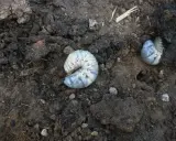 Gros vers blancs, larves de hanneton, se tortillent dans la terre sombre, potentiellement dans les pots de fleurs.