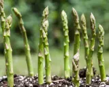 Des jeunes pousses d'asperges vertes émergent du sol, montrant comment poussent les asperges.