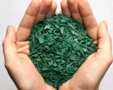 Mains tenant une poignée de paillettes vertes, résultat d'une spiruline culture.