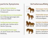 Stephanie Arndt: Ein Pferd mit Magen-Darm-Problemen, Gelenkproblemen, Stoffwechselerkrankungen oder Atemwegserkrankungen kann auch Verhaltensauffälligkeiten zeigen.