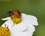Une abeille melipona, toute poilue, butine le cœur jaune d'une fleur blanche.