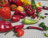 Un assortiment coloré de poivrons et piments. Combien donne un pied de poivron ? Difficile à dire avec cette belle récolte !