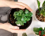 Delikatne dłonie otaczają doniczkę z zieloną rośliną, pokazując, jak dbać o kalanchoe. Krople wody na liściach sugerują świeże podlewanie.