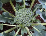Gros plan sur une tête de brocoli verte et dense, entourée de feuilles larges et bleutées. Le sol brun est visible en arrière-plan. Un beau spécimen de planter brocolis.