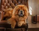 Puszysty chow chow waga idealna do przytulania, wyleguje się na skórzanym fotelu.