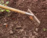 Grabie zagłębiają się w ziemię, przygotowując glebę pod nawóz mocznik. Widać młode kiełki i liście.