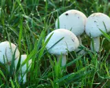 A cluster of white lawn mushrooms emerges from dewy green grass, glistening with morning droplets.
